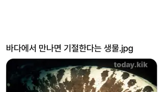 조개