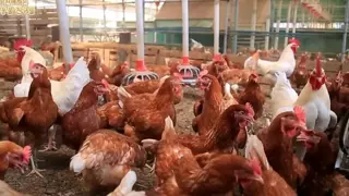 토종닭 식당용 닭들의 최후