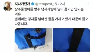 장수 풍뎅이 가방에 넣으면 안되는 이유
