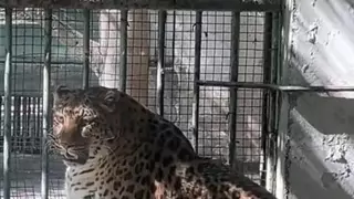 중국 동물원