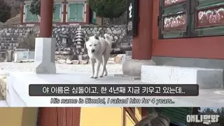 절에 사는 개가 식탐이 없는 이유