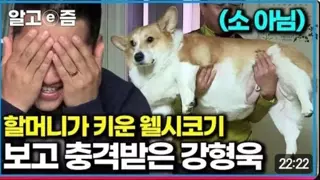 강형욱도 충격받은 웰시코기 상태.jpg