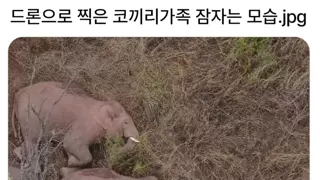 드론으로 찍은 코끼리가족 잠자는모습.jpg