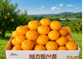 제주 서귀포 감귤, 특품, 대과, 5kg, 1박스